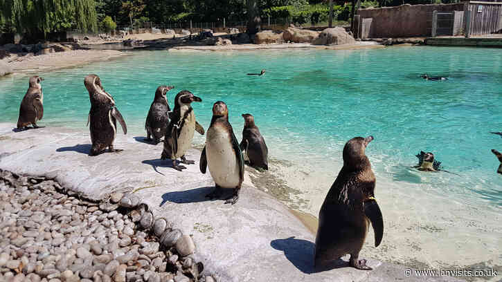 Tickets Alert: Late openings at London Zoo