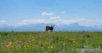 Nature Conservancy of Canada speaks about deal to protect southern Alberta ranch from development