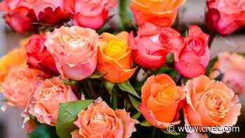 Order Mom 24 Long-Stem Roses for Just $25 While This Deal Lasts     - CNET