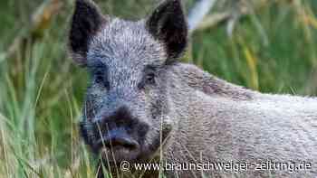 Deshalb stehen Wildschweine in Edemissen vorm E-Zaun
