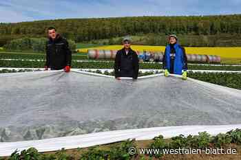 Sorge nach Wintereinbruch im Kreis Höxter: Folien schützen Plantagen
