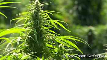 Florida hemp industry could face an uncertain future