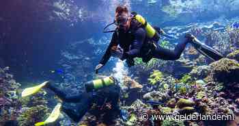 Zal Burgers’ Zoo met zelfgekweekt koraal ooit de planeet (moeten) redden?