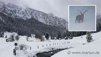 Wintereinbruch im Tölzer Land: Über ein Meter Neuschnee – Tourengeher auf Brauneck