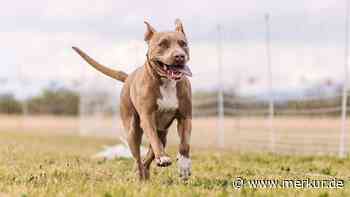 Tragischer Vorfall in Italien: Kampfhunde beißen Kleinkind tot