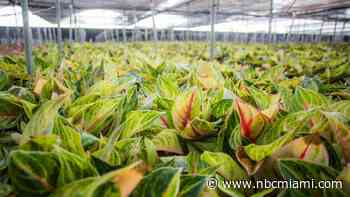 How women are changing the horticulture industry this Earth Day