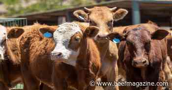 Fewer cattle but more in feedlots