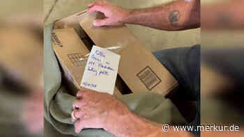 Baby-„Katze“ wird in Karton abgegeben: „Das ist kein Kätzchen!“