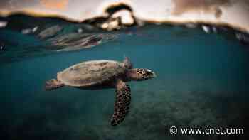 The Great Pacific Garbage Patch: The Floating Islands of Trash Three Times the Size of France     - CNET