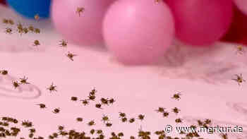 „Horror, wenn sowas im Haus ist“: Frau geschockt nach Ekel-Fund in Bällebad