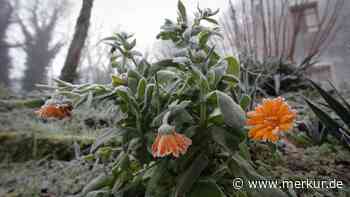 Pflanzensterben durch Frost: Wie Sie Schäden erkennen – und zum Schutz richtig handeln