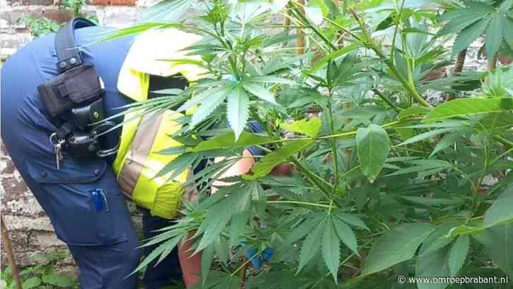 Man krijgt boete voor wietplanten in huis waar hij al jaren niet meer woont