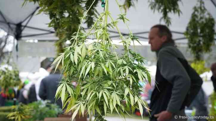 Advocacy group calls on Vancouver to ’embrace’ cannabis tourism after 4-20 ‘debacle’