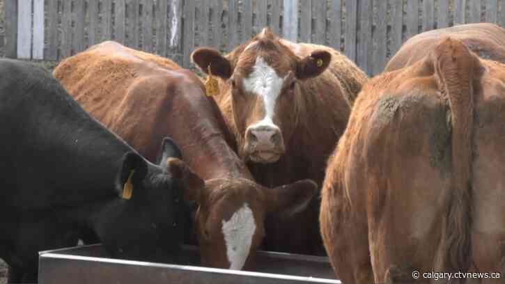 RCMP investigating illegal slaughter, dealing of animals in southern Alberta