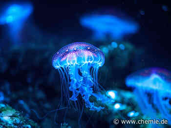 Biolumineszenz – das natürliche Leuchten