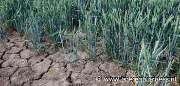 Droogte geeft tarwemarkt een slinger omhoog