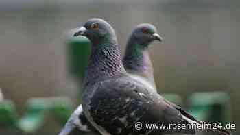 Tote Vögel in Wasserburg – Giftige Körner in Hinterhof ausgelegt