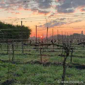 Wallen onder de ogen maar missie geslaagd: wijnboeren in Wierden waken over hun ranken tijdens nachtvorst