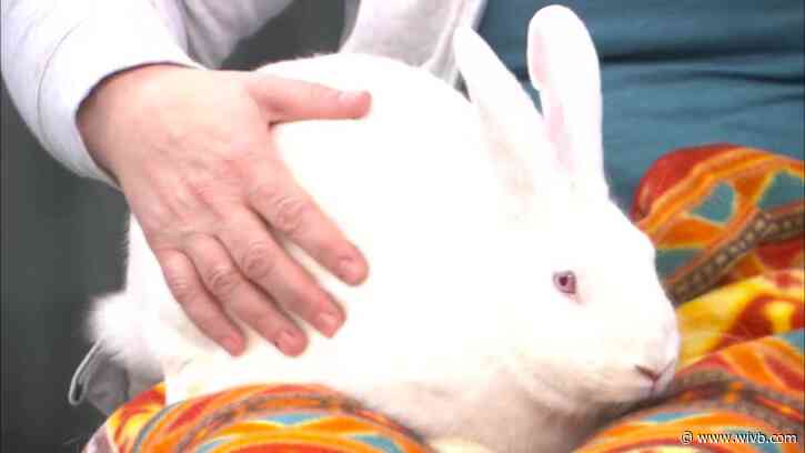 Fortune finds us, and looks for a loving home