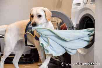 Deze schattige viervoeters worden opgeleid tot hulphond: “Belangrijk dat er een goede match is tussen baasje en hond”