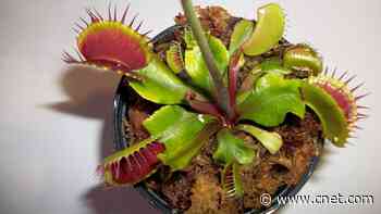 6 Houseplants That Stop Insects From Invading     - CNET