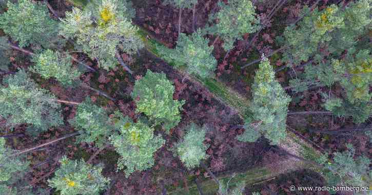 Bayern fordert Ausnahmeregelung für EU-Entwaldungsverordnung