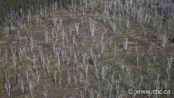 Stop the Spray group wants herbicides banned for Ontario forests
