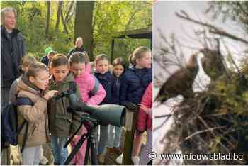 Koppel zeearenden heeft wellicht tweede kuikentje, Maaike Cafmeyer en Wim Willaert worden meter en peter