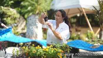 FIU researchers use this unexpected tool to clean dirty canals in South Florida