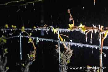 Rampzalige nacht voor grootste wijndomein van Limburg: “Tot 95 procent van wijnranken is bevroren”