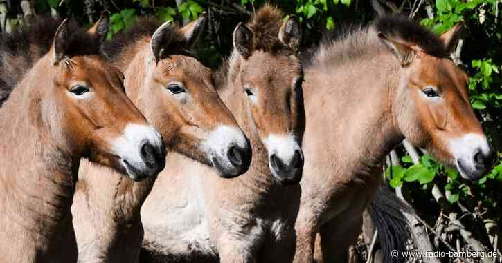 Przewalski-Pferde aus Berlin fliegen nach Kasachstan