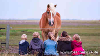Nach Pferde-Unfall einer 8-Jährigen: Wie gefährlich ist das Reiten für Kinder?
