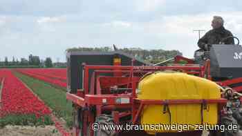 Gifhorner Tulpenpracht: Wehe, wenn der Tulpenmäher kommt