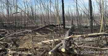 Northeastern Alberta wildfire near Saprae Creek now being held, evacuation alert dropped