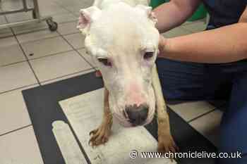 Gateshead woman given five year animal ban after leaving bulldog to starve 'for months'