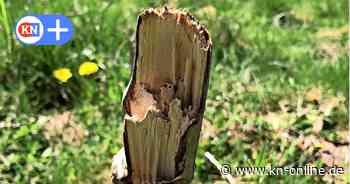 Von Schülern gepflanzt: Erneut Vandalismus an Bäumen in Dänischenhagen