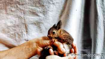 Villa Borghese è diventata il regno degli scoiattoli