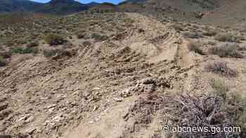 US advances review of Nevada lithium mine amid concerns over endangered wildflower