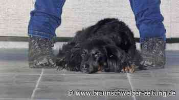 Von wegen Hund: Das war einst der beste Freund des Menschen