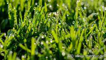 Nassen Rasen mähen? Welche Regeln Sie dabei beachten sollten