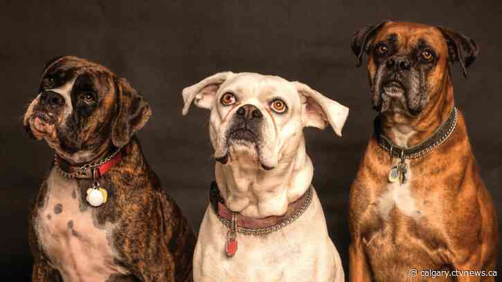 Petition aims to stop bans on pets in Calgary rentals