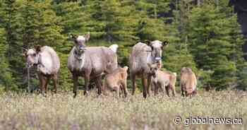 Caribou herds in Alberta, B.C., growing from wolf culls, cow pens: study