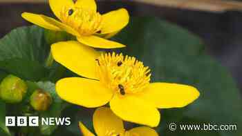 County to hold events for world nature project