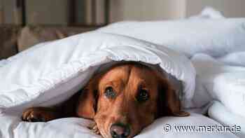 Hund will unbedingt wach bleiben – sein Beschützerinstinkt rührt die TikTok-Community