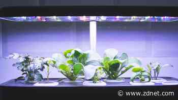 The best indoor gardens of 2024