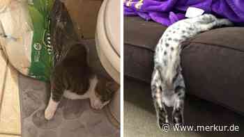 14 Katzen, die dir zeigen, wie man ohne Knochen schläft