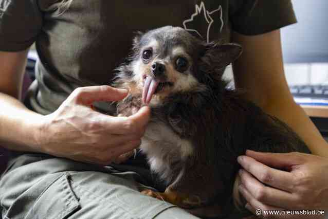 Duo riskeert 16.000 euro boete voor verwaarlozing van 46 honden, 3 paarden, een konijn en een schildpad