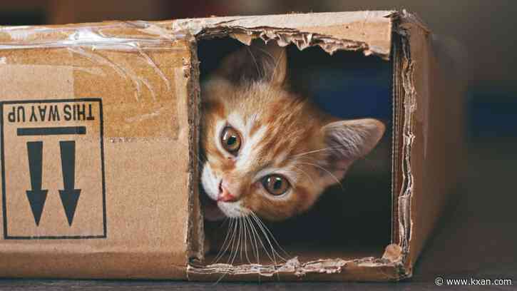 Austin Humane Society's 10th annual kitten shower returns Saturday