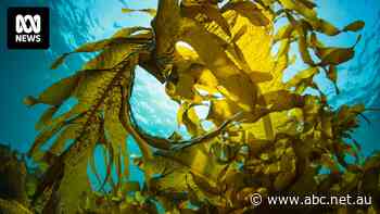 Green aquaculture farming of kelp and mussels lumped with same planning costs as coal mines