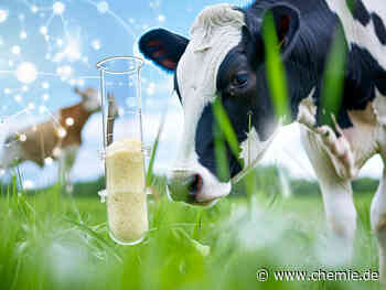 Biotechnologen wollen mit einem Bakterium aus dem Rindermagen Stoffe auf Erdöl-Basis ersetzen